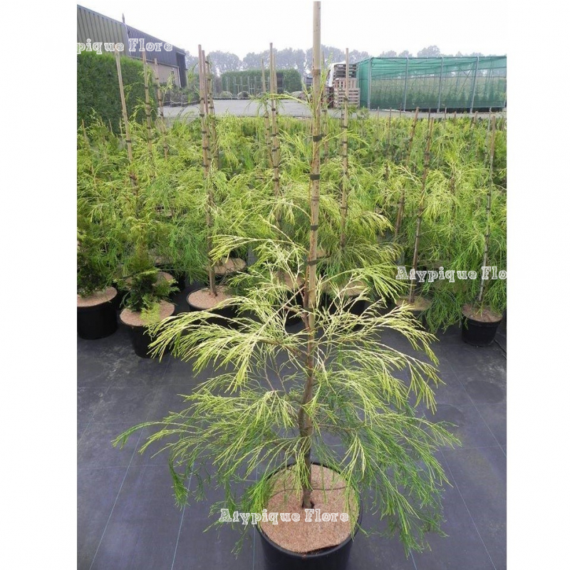 Кипарисовик лоусона Филипс Голден Спринклерс